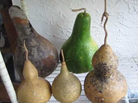 how to harvest gourds