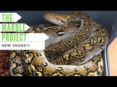 YouTube reptile video