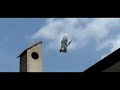 Pigeons at 600fps Pigeons at 600fps