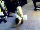 Cat Goes K-RAZY on Scratching Post