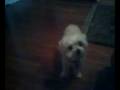 Sophie sqeaking, grunting, and groaning