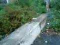 Bush diving