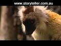 Part 8 Madagascar Island Ark - Before It's Too Late