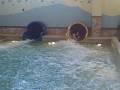 videos de Great Wolf Lodge Water Slides.wmv