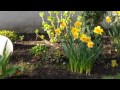 Unser Garten schöne Blumen und Frühlingsmusik