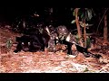 CANÇÃO DA INFANTARIA... Nós somos estes infantes Cujos peitos amantes Nunca temem lutar; Vivemos, Morremos, Para o Brasil nos consagrar! Nós, peitos nunca vencidos, De valor, desmedidos, No fragor da disputa, Mostremos, Que em nossa Pátria temos, Valor imenso, No intenso, Da luta. És a nobre Infantaria, Das armas a rainha, Por ti daria A vida minha, E a glória prometida, Nos campos de batalha, Está contigo, Ante o inimigo, Pelo fogo da metralha! És a eterna majestade, Nas linhas combatentes ...