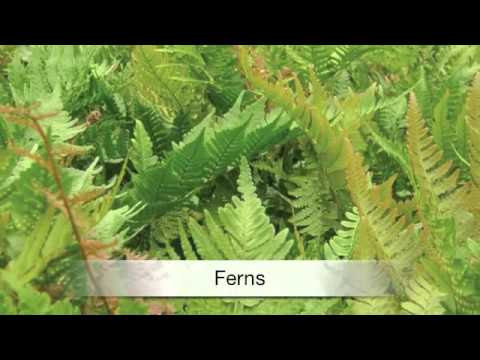how to fertilize hellebores