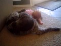 Baby vs. Spinone