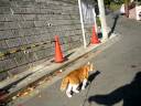 猫のお散歩(cat walk)