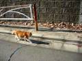 猫のお散歩(cat walk)
