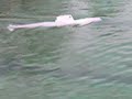 robbe 212 Freibad Werne 020208 / 1