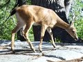 Deer In Camp Deer In Camp