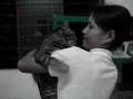 For Adoption : Tango
