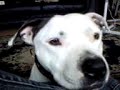 Dog eats crisps Dog eats crisps
