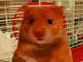 Harry the Hamster