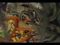 8 Sugar Gliders Feeding