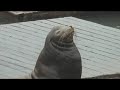 Sea Lions