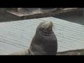 Sea-Lions
