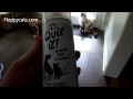 Ragdoll Cats and QuitIt Pet Noise Maker - ねこ - ラグドール - Floppycats