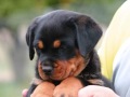 my rotties