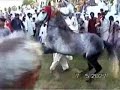 Horse Dancing in Pakistan - Nisar Stad