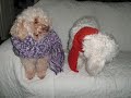 my dogs