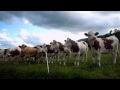 Cow Concert (unedited) - Part 1