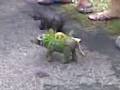 videos de Animal Race