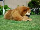 K-Pup On The Lawn Part 1