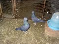 Pllumat-pllumbat-gjilan