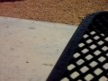 videos de ATTACK OF THE KILLING ANT!!!