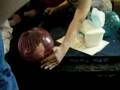 videos de AGS- Gerbil Ball Racing