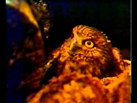 животное орел-карлик