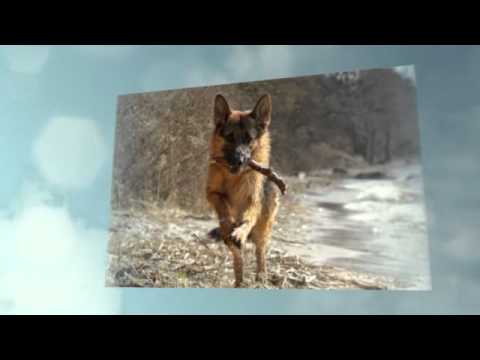 German shepherd dogs