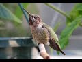 Singing hummingbird at 9 months old