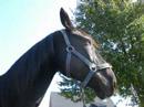 Mein Pflege-Pferd Smoky