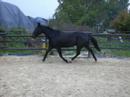 Mein ExPflege-Pferd Smoky