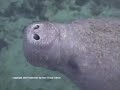 Manatee Waltz