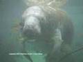 Manatee Waltz