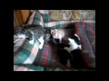 Click here to watch this video les chatons de LOLA du 29 avril 2012