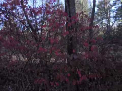 how to replant burning bush