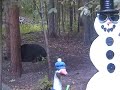 black-bear-tearing-down-bird-feeder.html