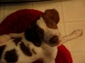4 Month old Brittany's