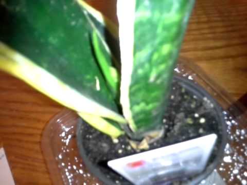 how to fertilize snake plant