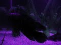 [My PETS] My Freshwater Fish Tank [PT-3]
