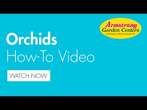 how to take care of orchids