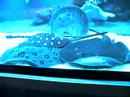 Fish is playing)