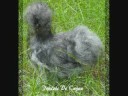 Poulets De Cajun Poulets De Cajun