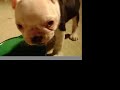 Name this Boston Terrier puppy (compilation)