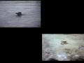 videos de henry guy and dog - the Woody Movie